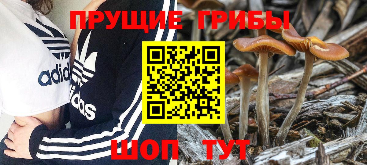Северобайкальск  Галлюциногенные грибы GOLDEN TEACHER  Вход с VPN 