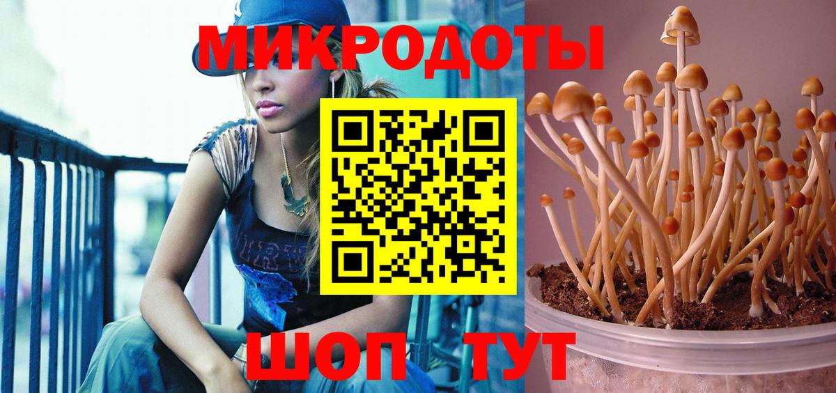Псилоцибиновые грибы Psilocybe Северобайкальск